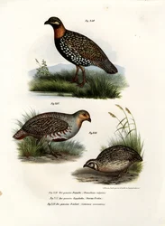 Francolino Europeo, 1864